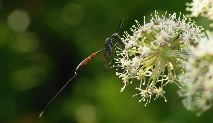 ovipositor insect abdomen