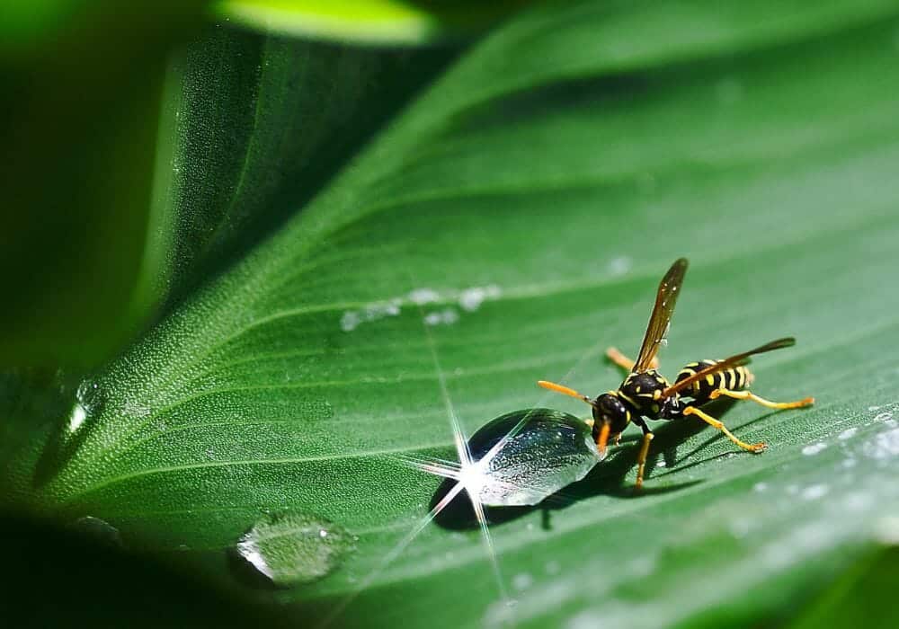 Insect sipping water