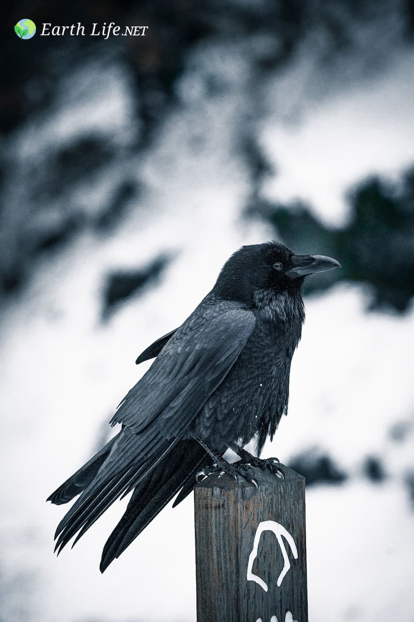 Interesting Facts about the Crow Family