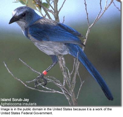 Island Scrub Jay