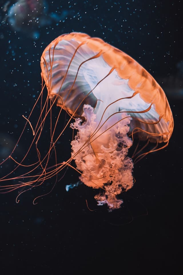 jellyfish swimming