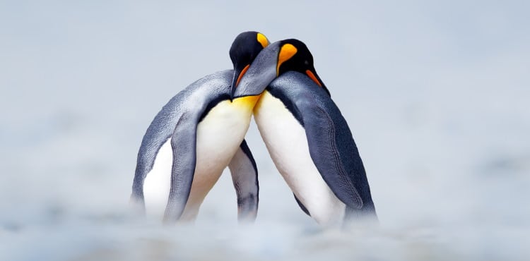 King penguins