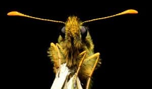 butterfly clubbed antennae