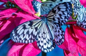 Paper Kite Butterfly Characteristcs