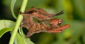 lobster moth larvae