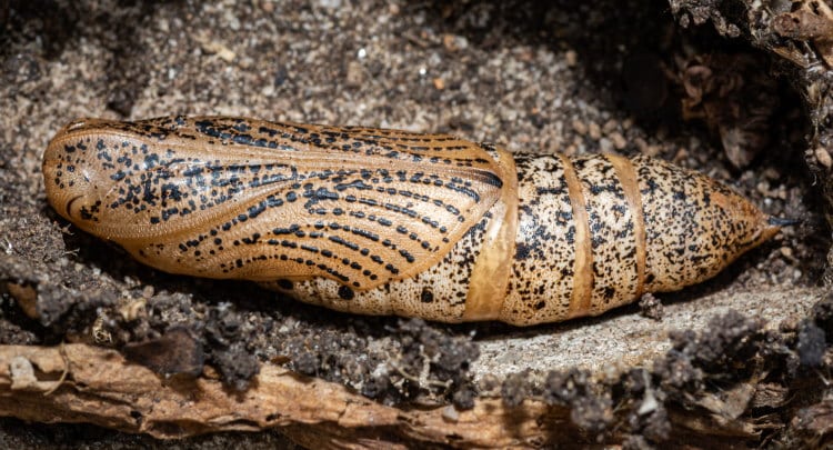 hawk moth pupa