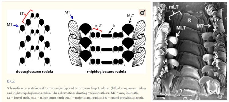 Diagram of types of Limpet Radula