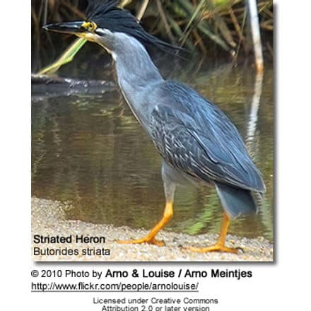 Striated Heron, Butorides striata, also known as Mangrove Heron or Little Heron