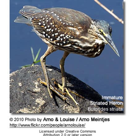 Striated Heron, Butorides striata, also known as Mangrove Heron or Little Heron - immature