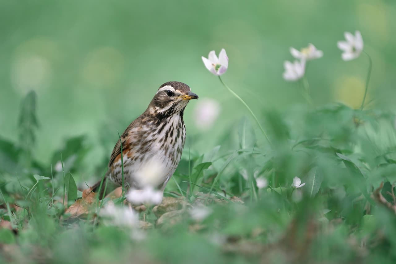 Louisiana Waterthrushes Standing On The Green Grass