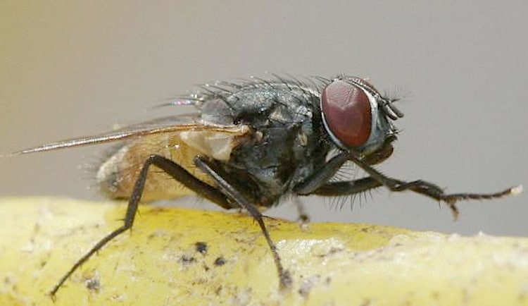 Musca Domestica