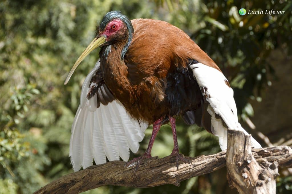 Madagascar Crested Ibis (Lophotibis cristata), also known as the Madagascar Crested Ibis, White-winged Ibis or Crested Wood Ibis