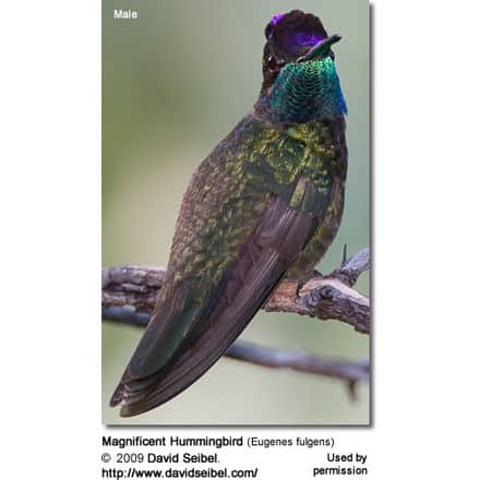 Magnificent Hummingbird (Eugenes fulgens)