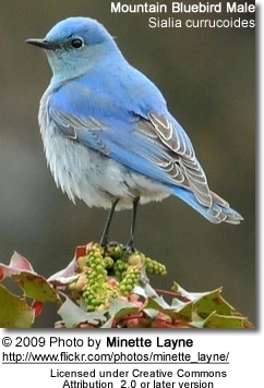 Male Mountain Bluebird