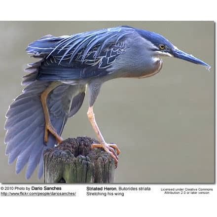 Striated Heron, Butorides striata, also known as Mangrove Heron or Little Heron