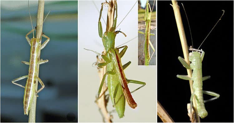 Three different Mantophasmatodea