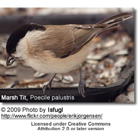 Marsh Tit