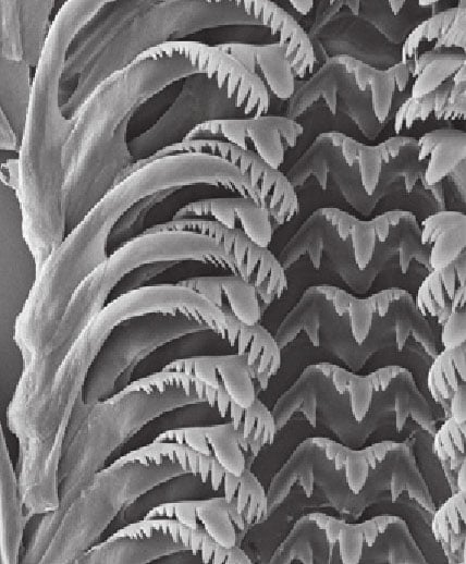 SEM of radula of Marstonia comalensis.