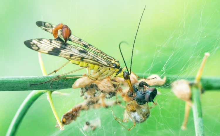 Mecopteran feeding