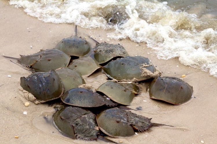 Limulus polyphemus