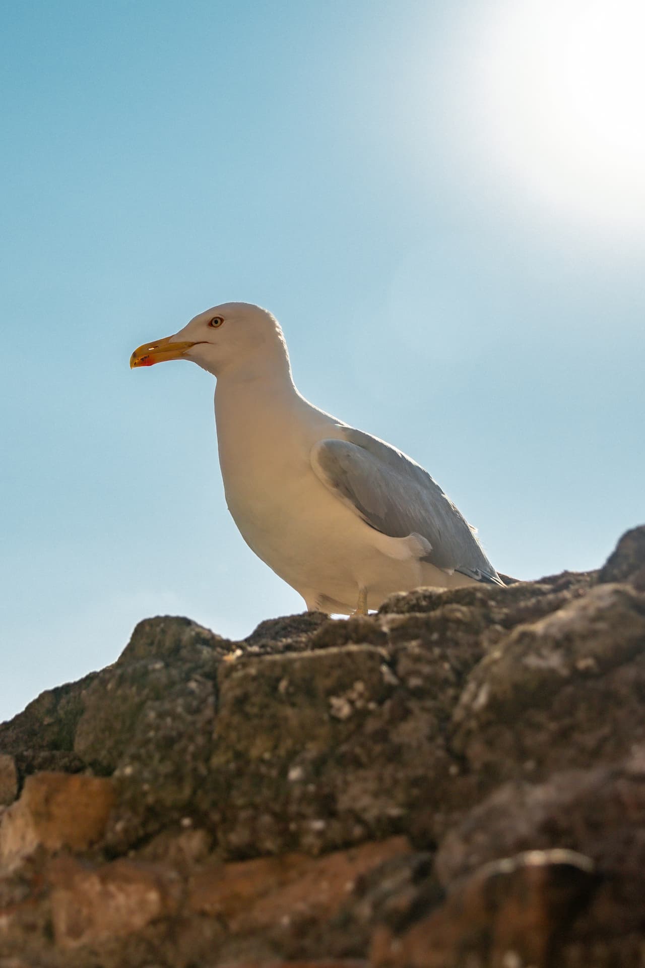 Mew Gulls image standing under the heat of the sun