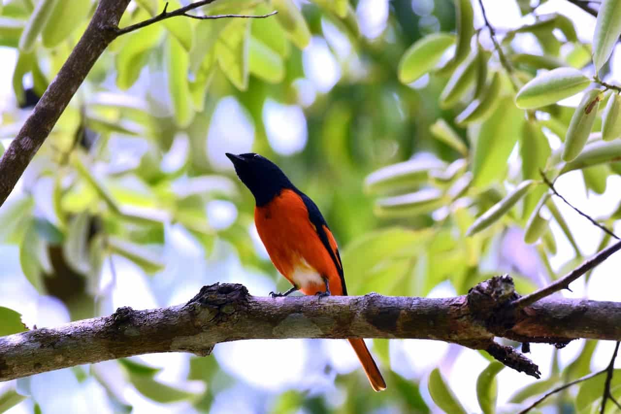 A Bird On The Tree