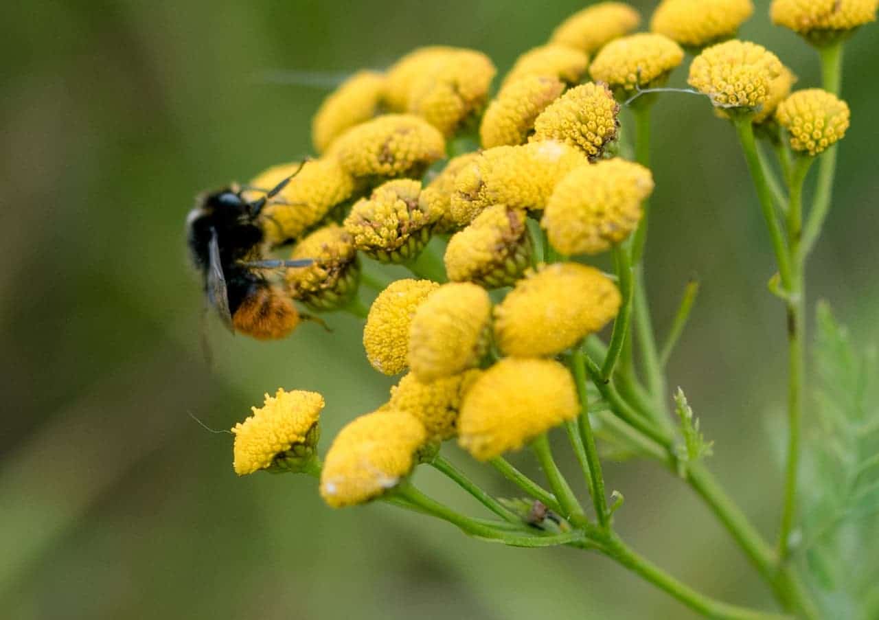 Most Important Pollinators Bee On Flower