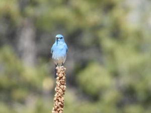 Mountain Bluebird (Sialia currucoides)