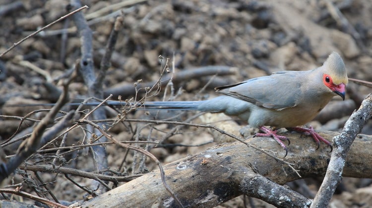 mousebird sitting