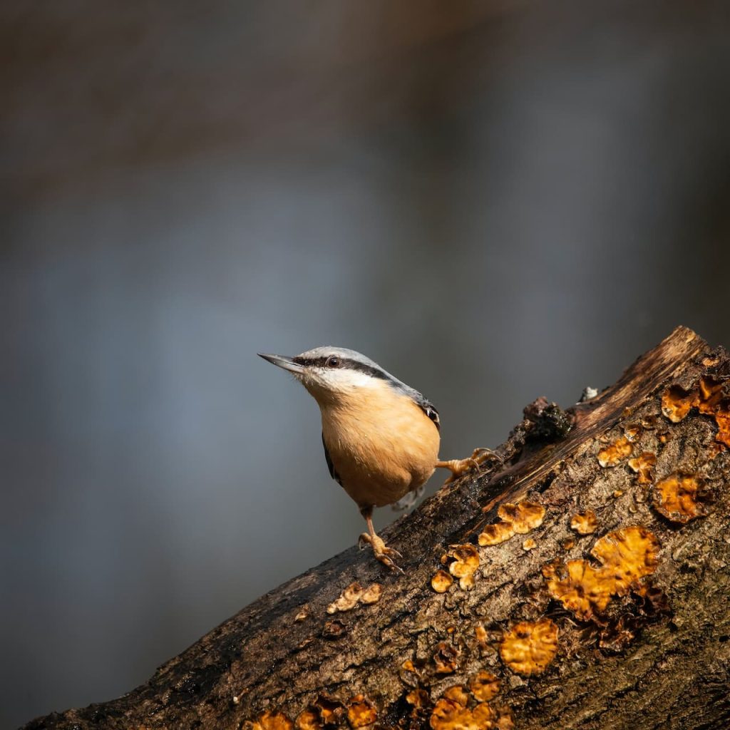 Non-Passeriformes Checklist