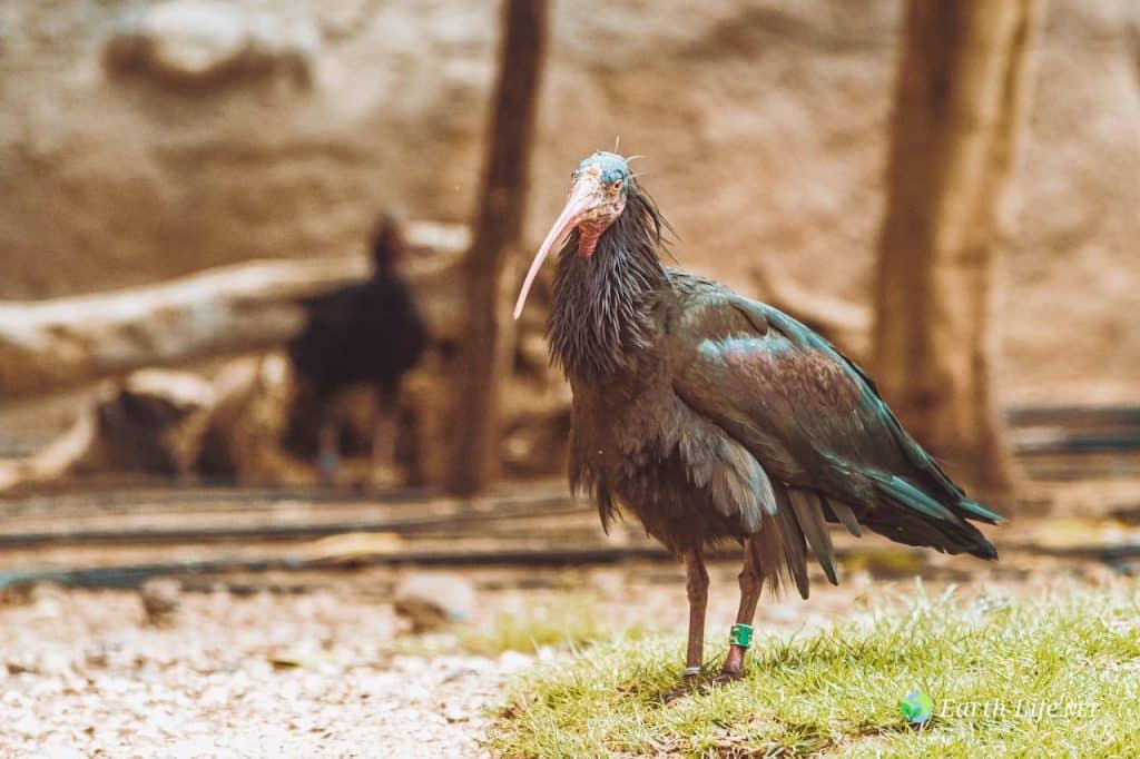 Northern Bald Ibis (Geronticus Eremita) In Wildlife Reserve