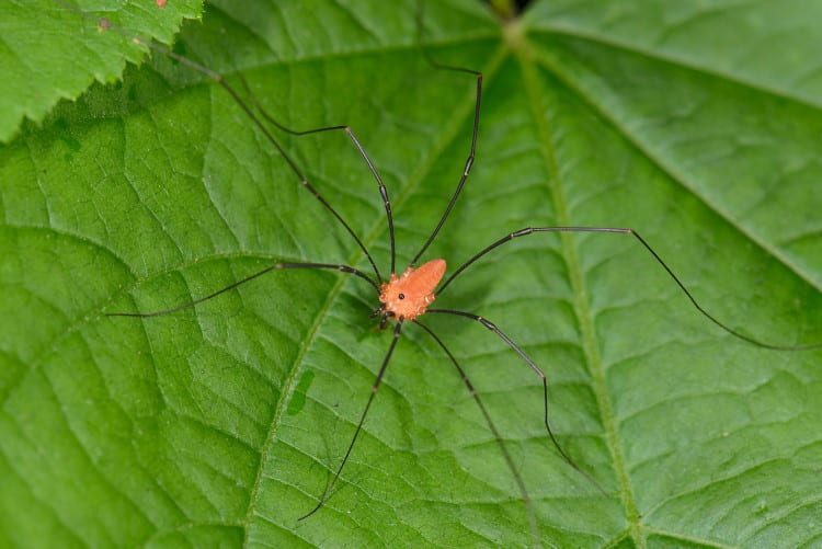 Opiliones Leiobunum nigropalpi