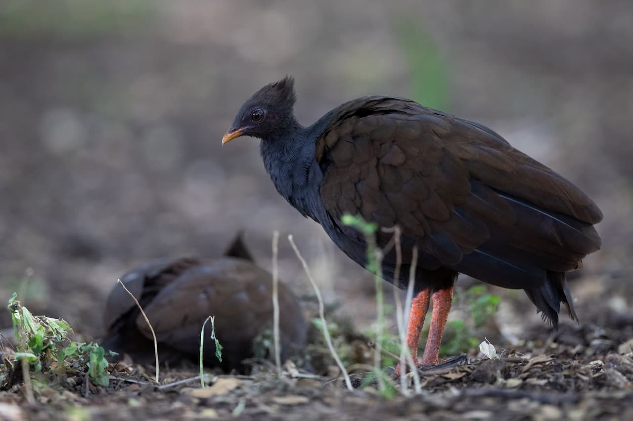 Orange Footed Scrubfowl (Megapodius Reinhardt) In Botanical Gardens Darwin