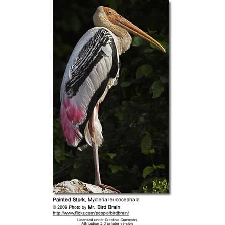 Painted Stork