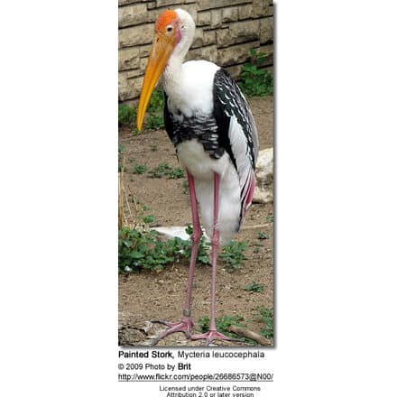 Painted Stork, Mycteria leucocephala