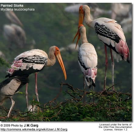 Painted Stork (Mycteria leucocephala)