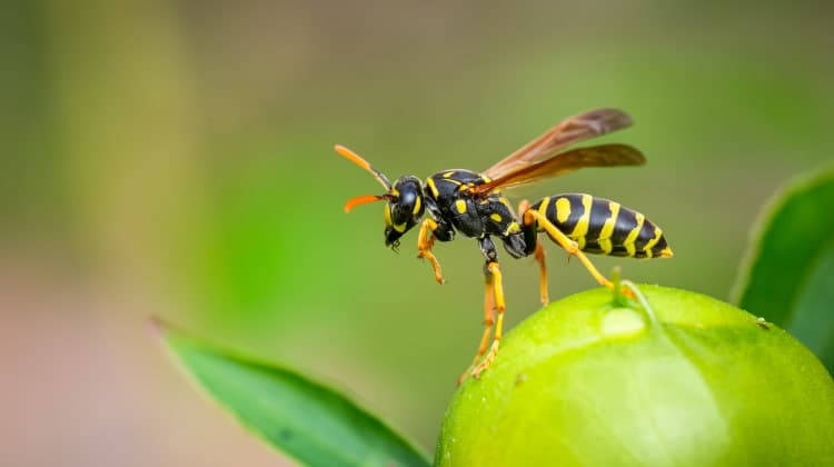 paper wasp queen