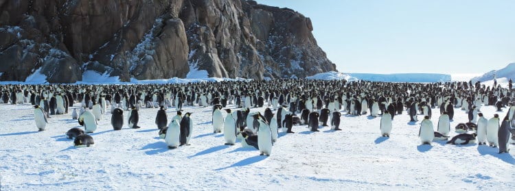 penguin colony