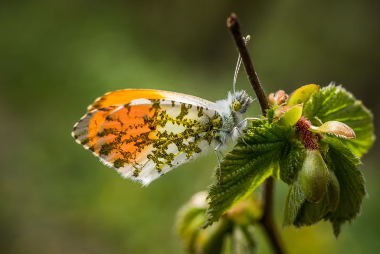 Orange tip Anthocharis cardamines