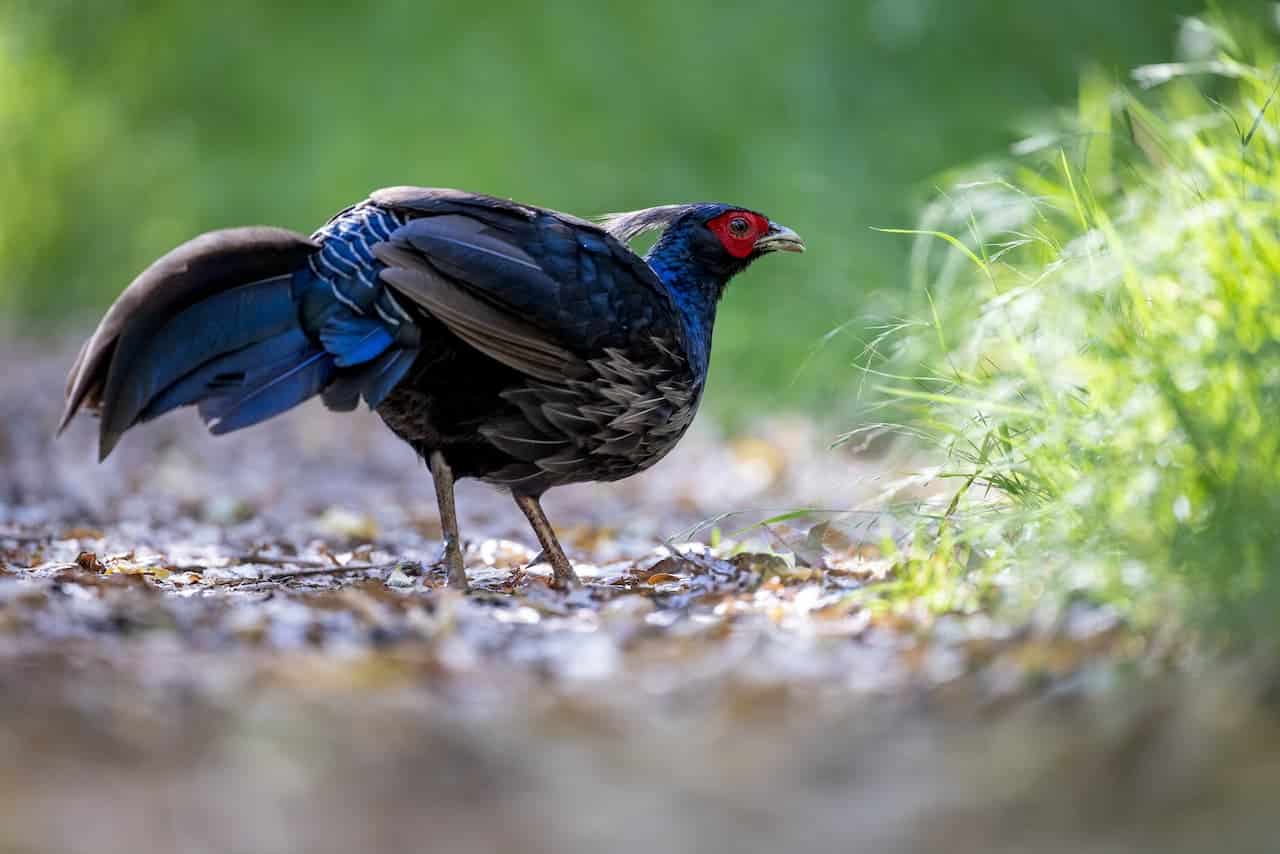 Pheasant Species