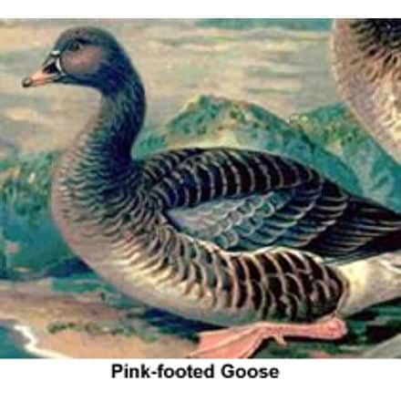 Pink-footed Geese