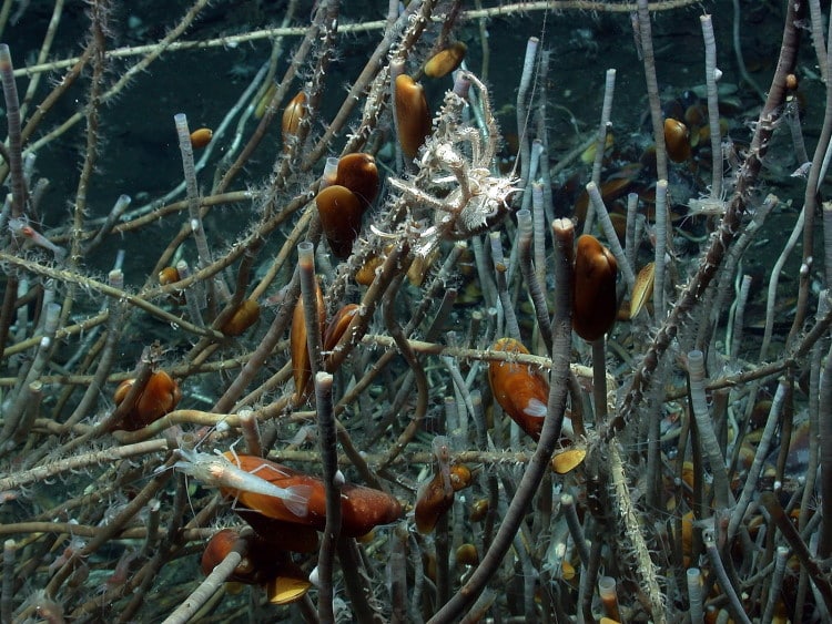 beard worms with fish