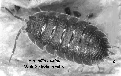 woodlice taxonomic key