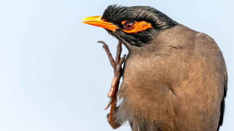 bird preening