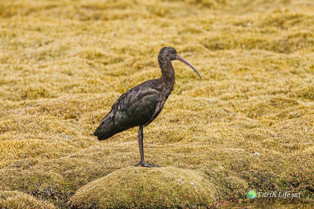 Puna Ibis (Plegadis Ridgwayi)