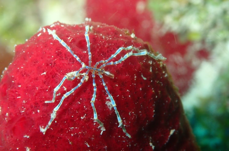 red sponge with unidentified species