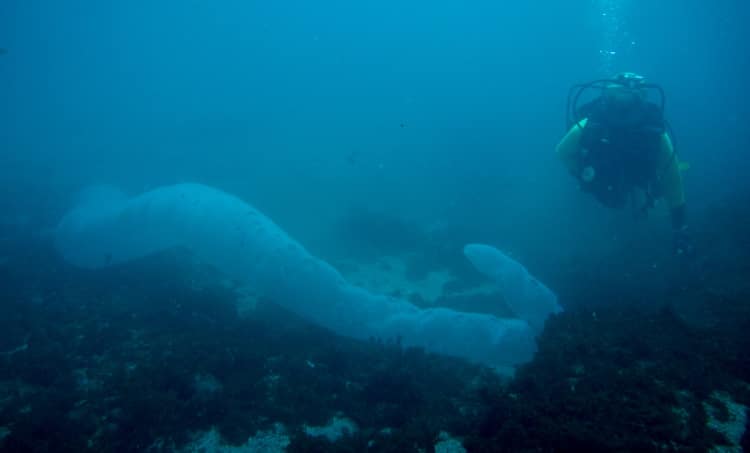 giant pyrosome