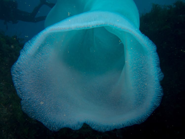 pyrosome close up