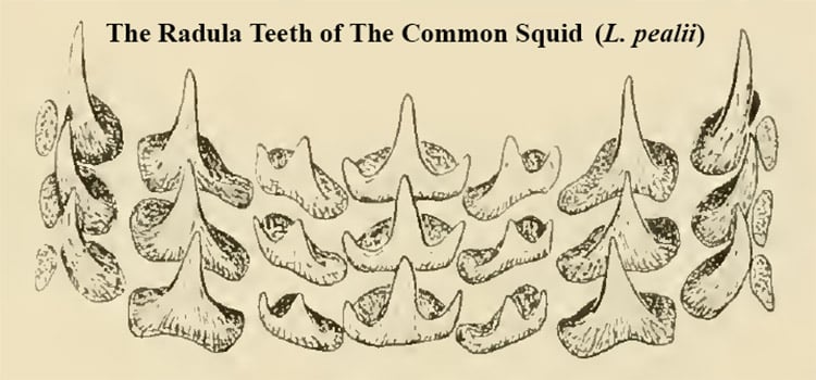 Drawing of the radula teeth of a common squid.