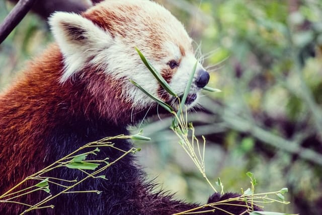 red panda eating bamboo